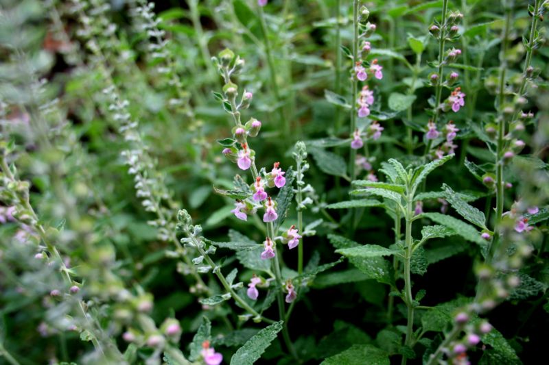 Teucrium massiliense  /  Camedrio marsigliese